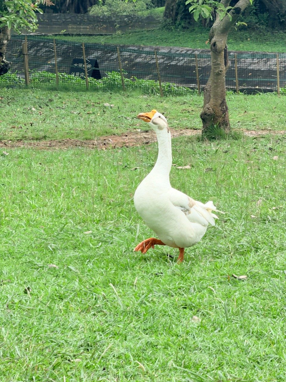 A white goose walking across a grassy park with its beak slightly open