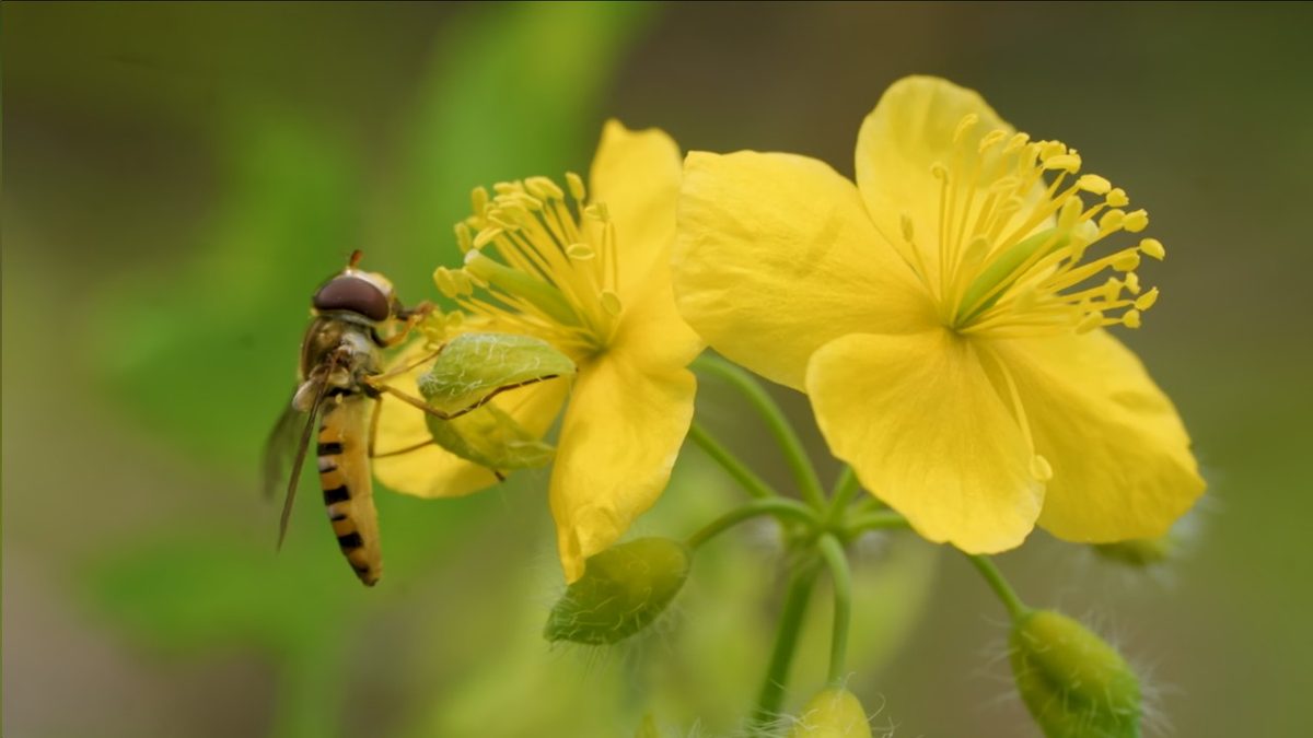 A hoverfly resting on bright yellow flowers in close-up