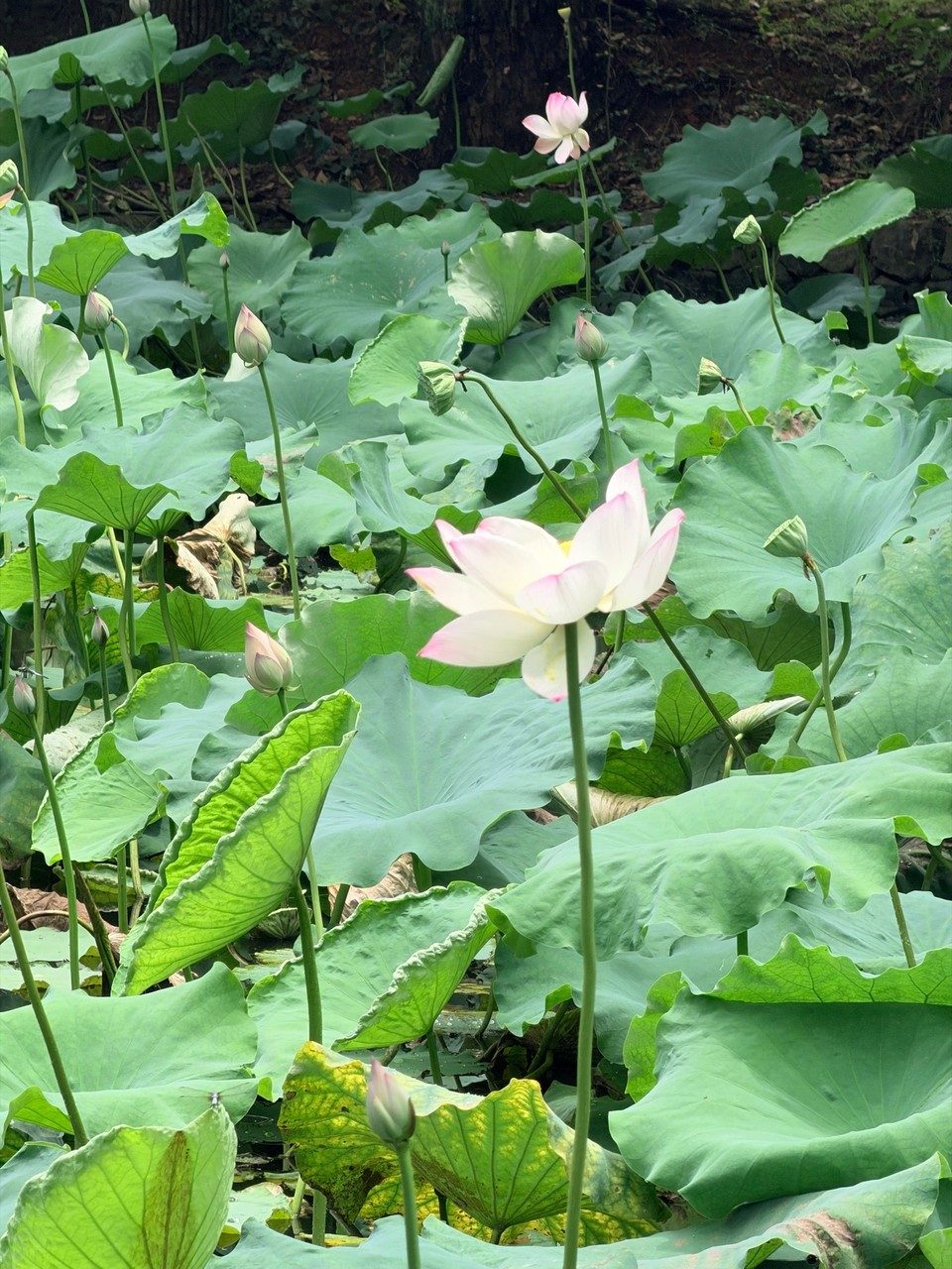 A pink lotus flower opening among large green lily pads
