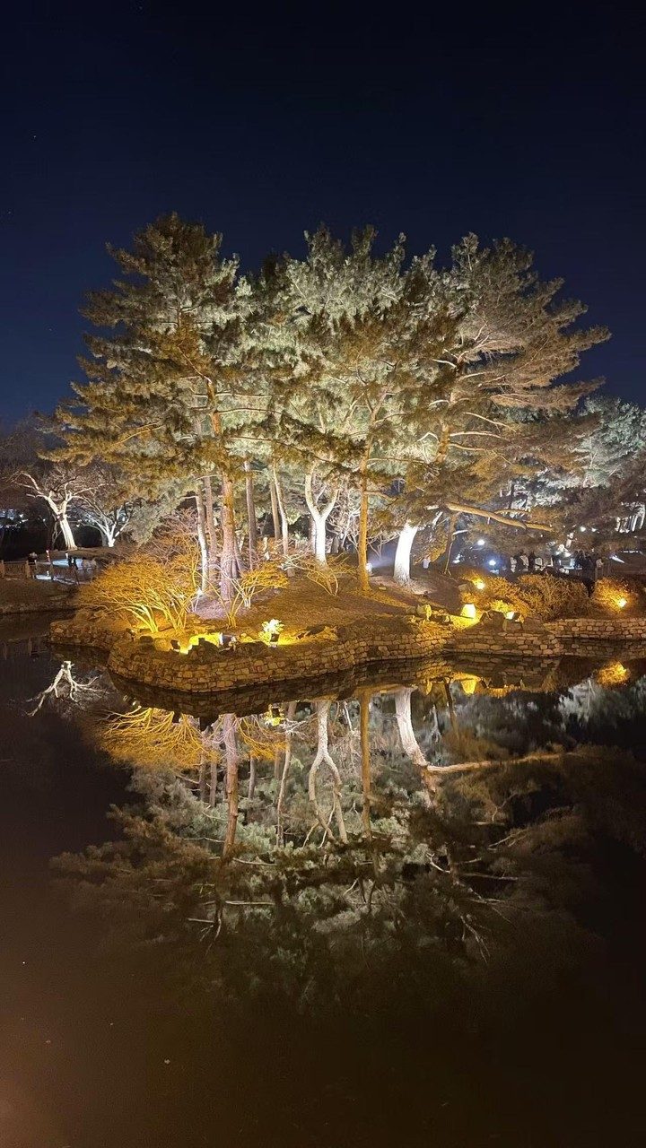Trees lit from below at night, reflected in a still pond