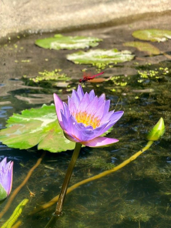 A purple water lily floating on a pond surrounded by green leaves